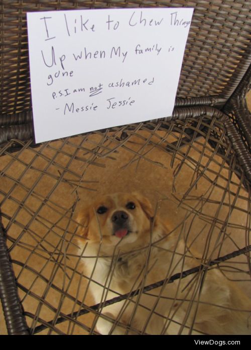 Patio FURniture

My name is Jessie. I like to chew things up…