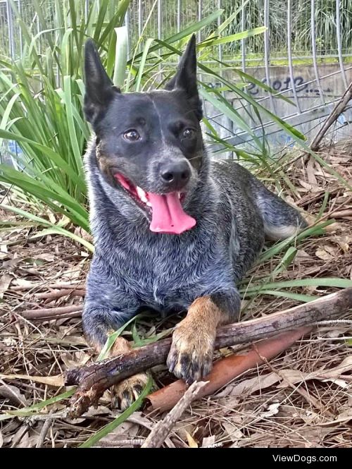 My four year old Cattle dog Jessie.