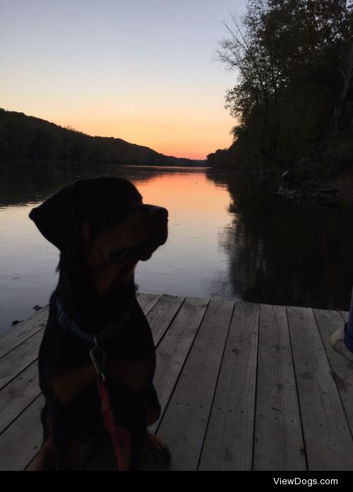 Sunray Sunday

Rottweiler puppy