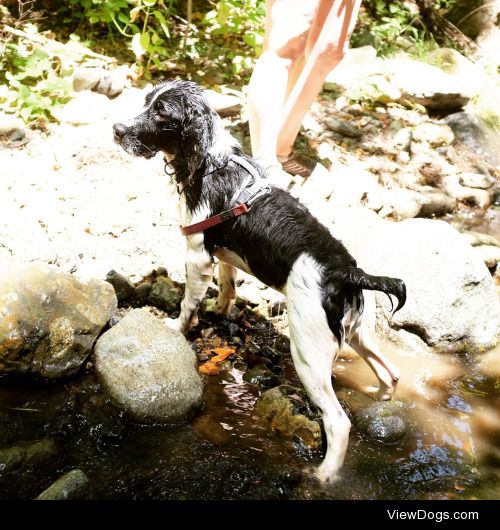 Geordi doing his favorite thing…hiking!