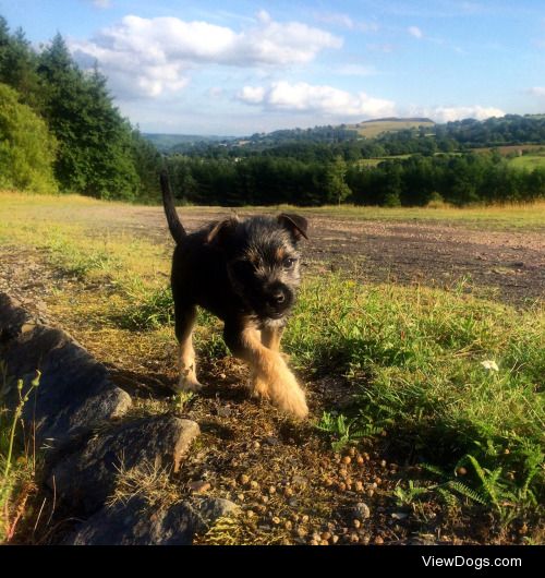 Tess, border terrier, 13 weeks old :)