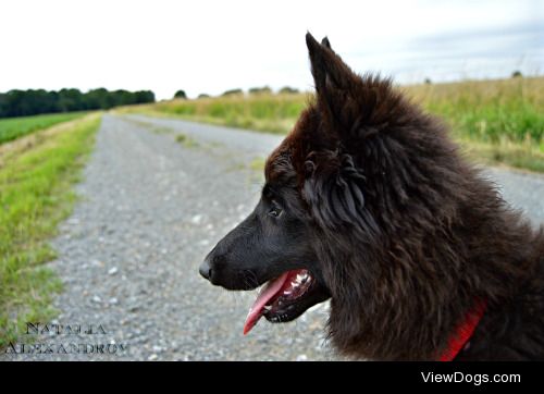 workingdogblr:

Day Four of handsomedogs‘ challenge. “Walkies…