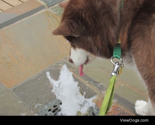 maxandmaeby:

Water break for handsomedogs Thirsty Thursday.