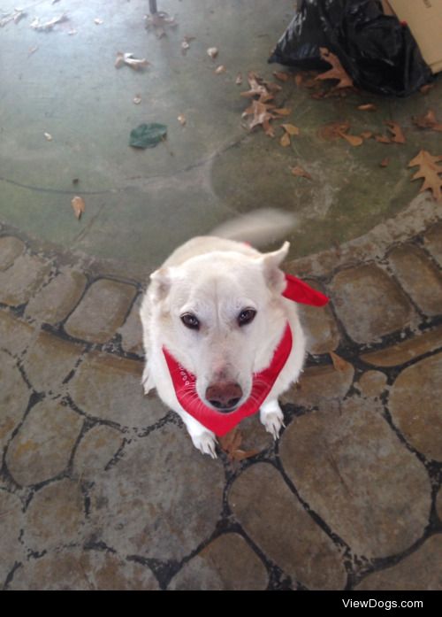 This is Sky, she’s a rescue dog. She’s a mixed White German…