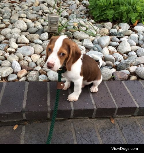 Henry, my tiny 4 month old beagle :)