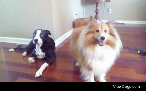 Baby and Kalli
Kalli’s a sheltie and Baby is a rescue and…