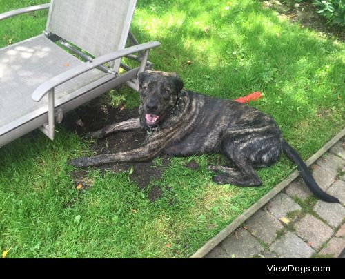Drogo the 2 year old Bullmastiff/Rottweiler, hanging in the sun…