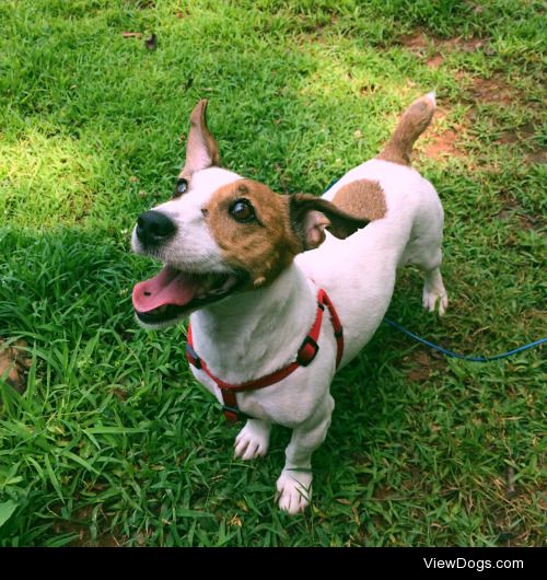 James, my very curious two-year-old Jack Russell rescue.