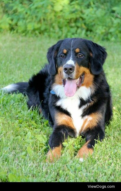 Bou – 11 month old Bernese mountain dog.