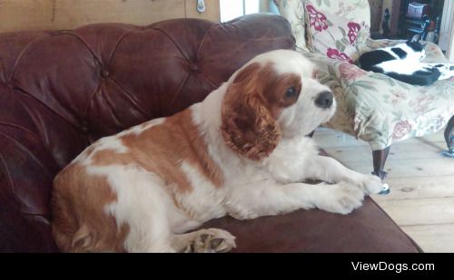 This is beautiful Bandit, a King Charles Cavalier Spaniel. He’s…