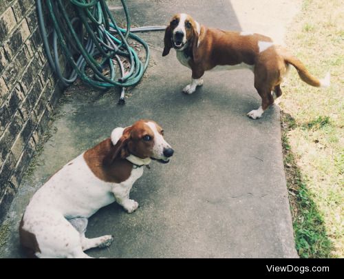 Peanut- Bassett Hound mix // Susie- Bassett Hound