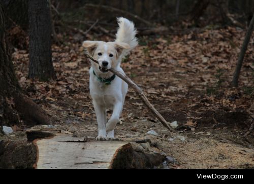 Fun Fun Friday. This is Sammy during his adolescence. When…