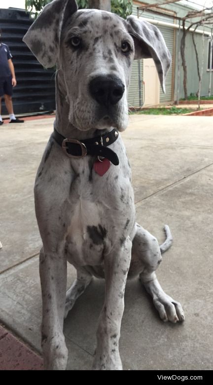 Luna, the five month old Great Dane/dinosaur.