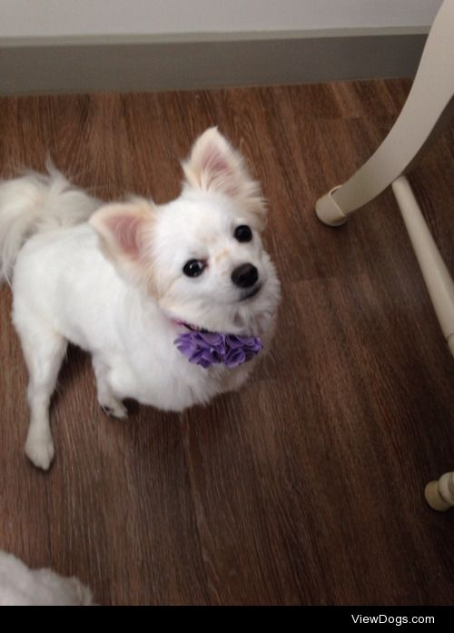 Duchess my malchi. (Maltese-chihuahua)