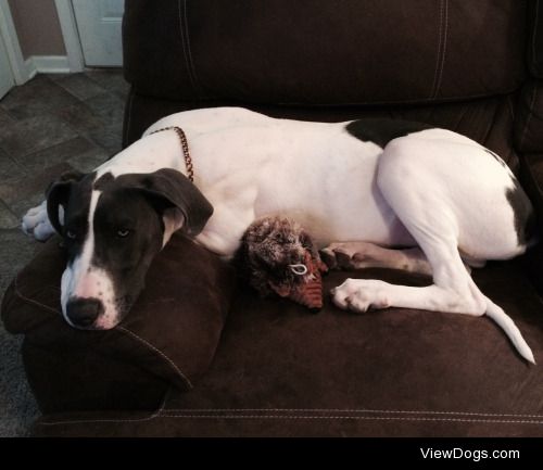 My 5 month old Great Dane, Atlas.