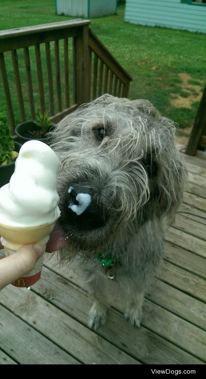 hirvithewolfhound:

Why is he so cute?