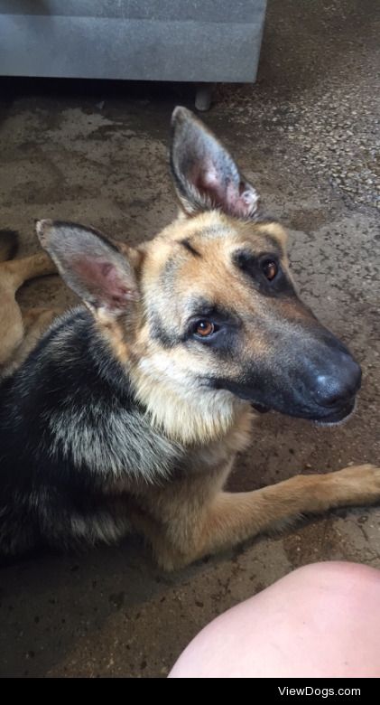 This is my puppy, Bruce. He loves long walks on the farm and…