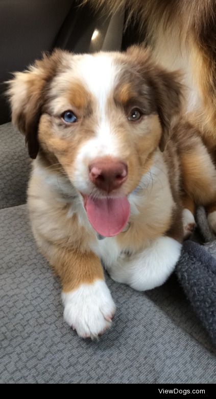 Oliver 
Mini Aussie puppy 