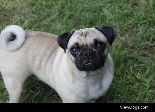 Oliver the pug
Follow on instagram @thatdapperpug