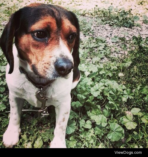 My dad’s friend’s beagle puppy :)