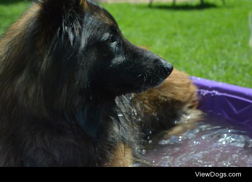 bandit-the-tervuren:

Bandit relaxing in the sun and in his pool…