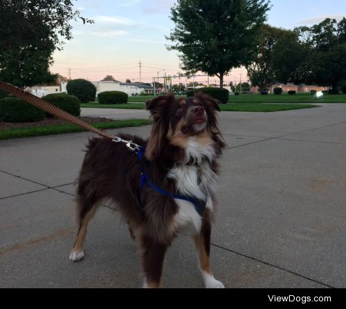 hughmatt:

Hugh the Toy Australian Shepherd for handsomedogs…