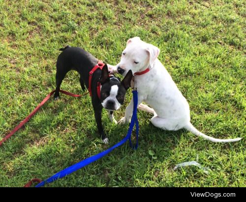 novathedogo:

Emma and Nova enjoying Their walk! handsomedogs…