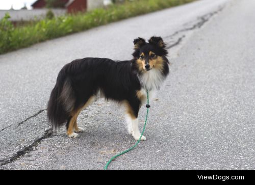 spartathesheltie:

We went for an actual real walk! With a leash…