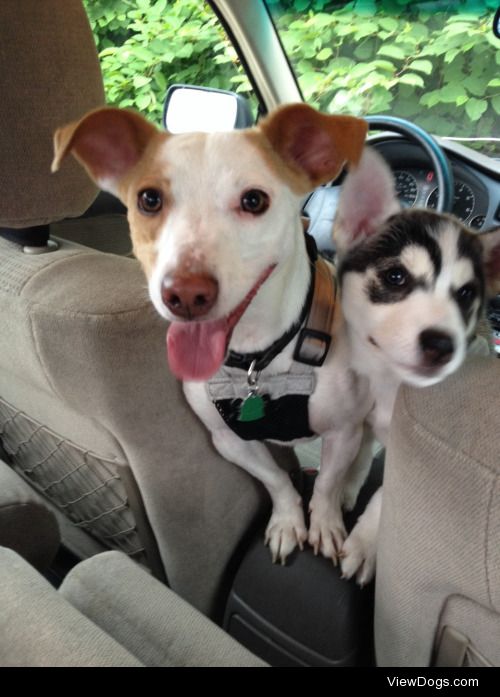 Our dog, Chandler (Jack Russell Basenji Mix…so we think), and…