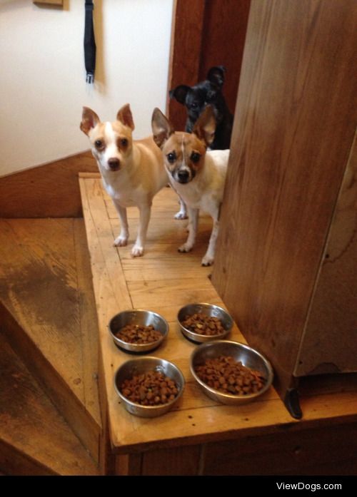 wisconsinratpack:

Mealtime Monday for handsomedogs