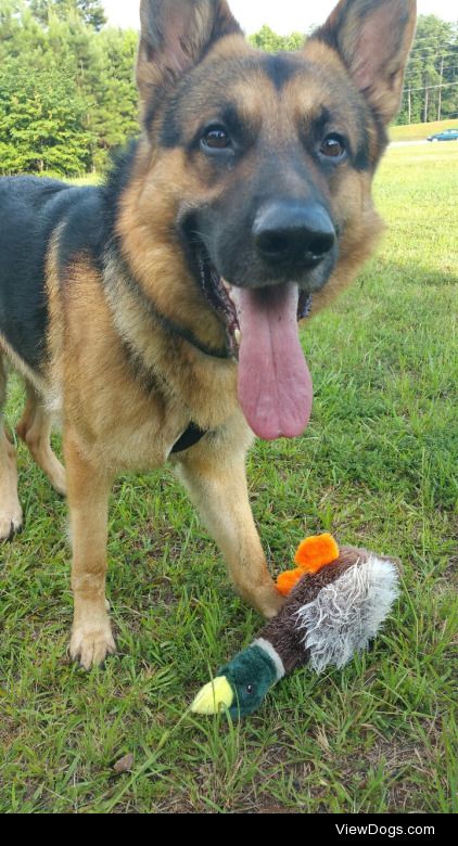 sentrydog:

Where’s your duck?For handsomedogs Toy-filled…