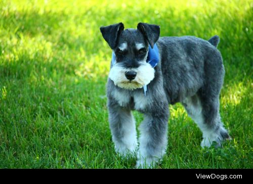 Tristan, our beautiful Miniature Schnauzer… Nine years old and…
