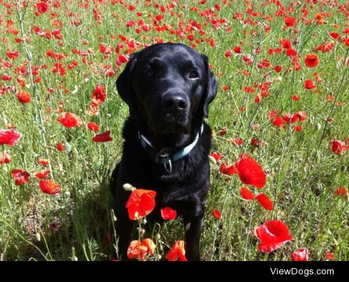 Hawky, my 11yr old lab (this is the only good photo of him – he…