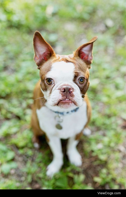 our sweet 1 year old boston terrier, stella….