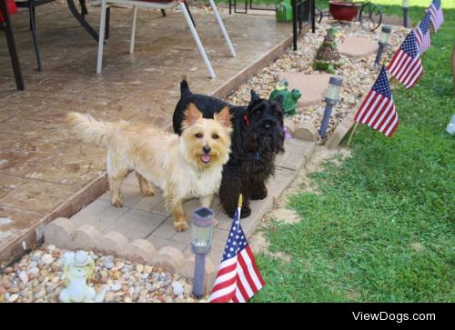 My dog Brodie (left), with his friend and Uncle Max (right) on…