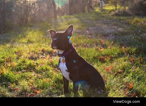 achoirofcritters:

Evie soaking up the sun in the backyard…