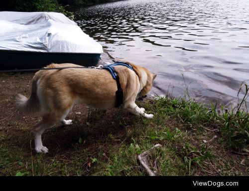 dingoluna:

For handsomedogs Thirsty Thursday! At first Luna was…