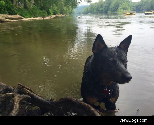 Here’s Finn my Blue Heeler for Thirsty Thursday!