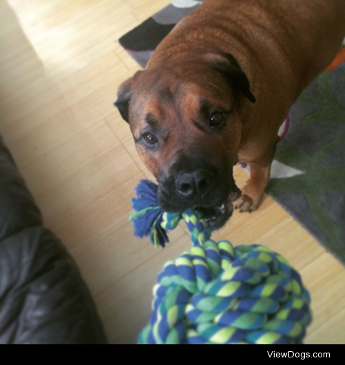 Mortimer’s a big lump of a boerboel who likes playing tug…