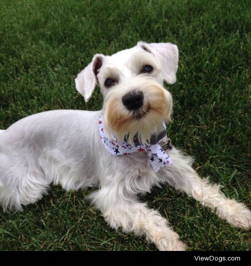 Chloe the mini white schnauzer is not impressed.