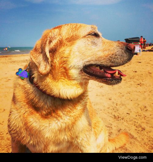 Joey the 5yr old yellow lab at Montrose Dog Beach in Chicago