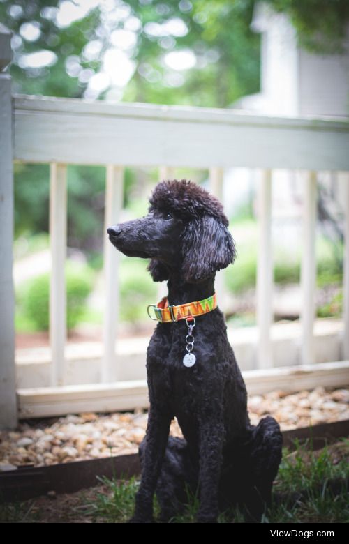 guidedogintraining:

Did a lil’ minishoot with Echo and all her…