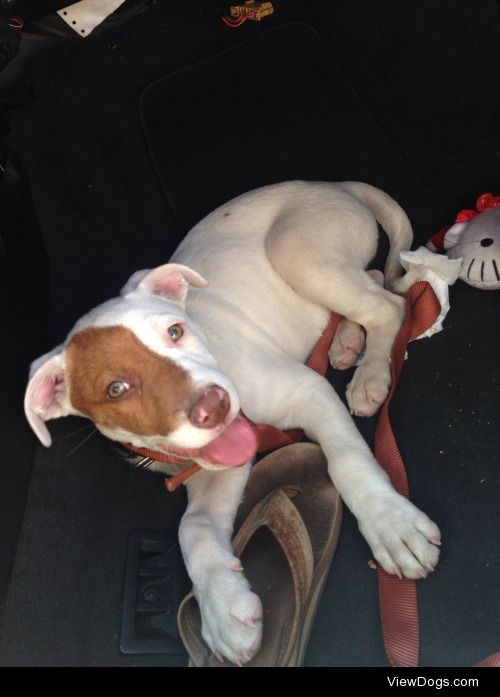This is Fiji, our pit mix puppy, worn out after a long walk and…