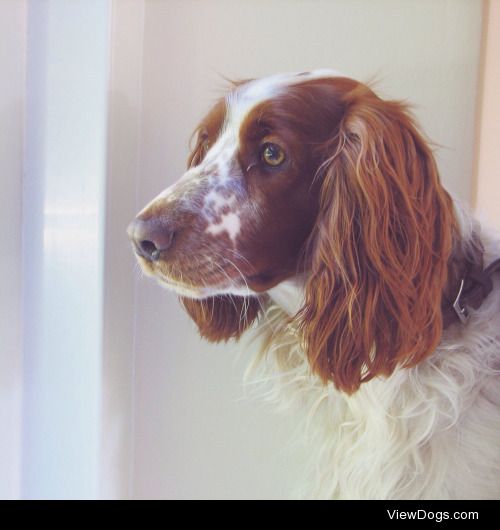 Harry- my best friend and fellow adventurer. Welsh springer…