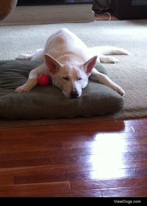 After a long day of searching for her ball, Starbuck, the…