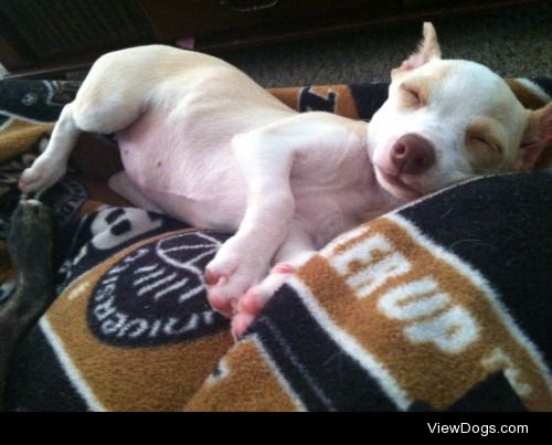 wisconsinratpack:

Little bitty baby Luna for Sleepy Saturday…