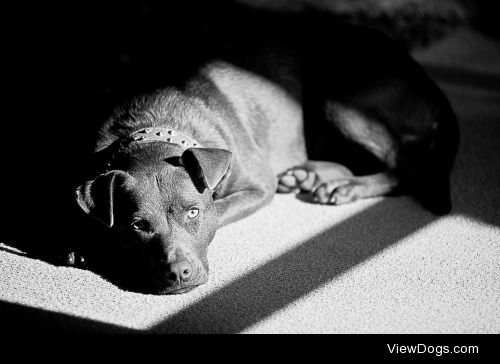 Xena, our Kelpie, Red Nose X.  She is our German Shepherds…