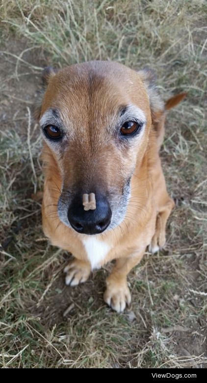 hadissima:

Toby concentrates hard on his treat so he won’t let…