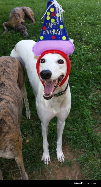 oliveramy:

greyhound-murphy:

greyt-hounds:

Happy 5th Birthday…