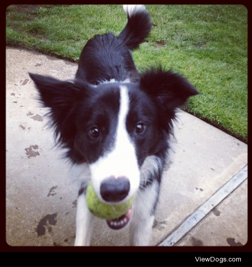 Oliver the Border Collie loves his tennis balls.